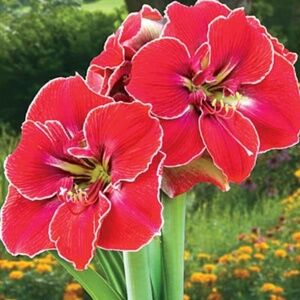 Magicians Touch Amaryllis SEEDS 6 seeds in total